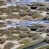 Article image for: Thousands of cold-stunned <i class="tbold">turtles</i> rescued in Texas