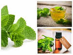 All you need to know about peppermint and spearmint?