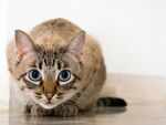 ​Curiosity killed the cat
