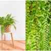 Fern plants
