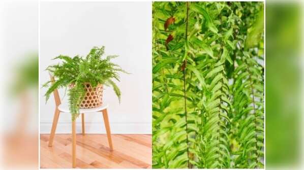 Fern plants