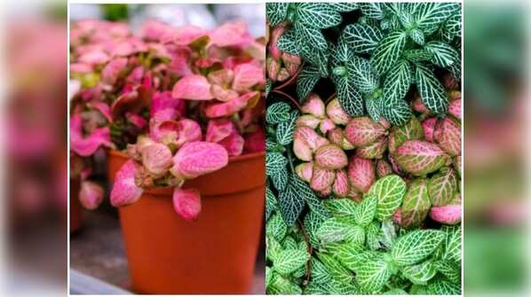Fittonia