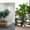 Jade plant