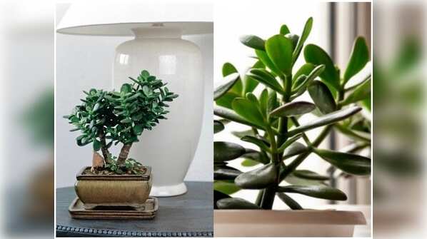 Jade plant