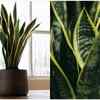 Sansevieria or snake plant