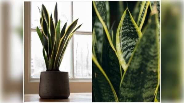 Sansevieria or snake plant