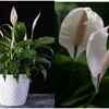 Peace Lily