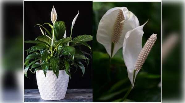 Peace Lily