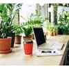 Article image for: Plants can also be your <i class="tbold">wfh</i> buddies