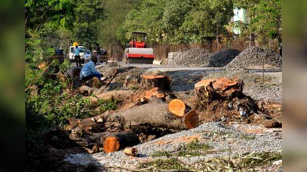 Trees cut for road widening