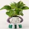 Ferns 'N' Petals Money Plant in Thinking Girl Pot