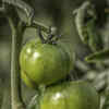 Benefits of green tomatoes and how to use them | Times of India