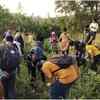 Article image for: Mumbaikars went looking for wild foods in Aarey and look what they found!