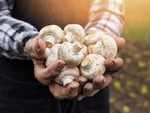 Guide to pick the right kind of mushrooms