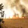 Article image for: Haryana: About 80 <i class="tbold">acre</i>s of standing wheat crop gutted in fire in Pehowa village
