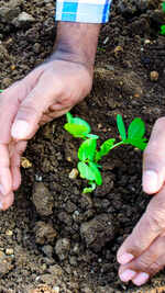 ​Planting a seedling