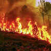 Article image for: Why India keeps losing its forest wealth to fires