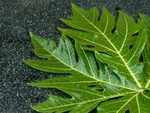 ​Papaya leaves for platelets