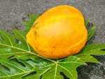 Use papaya leaves to increase platelet count