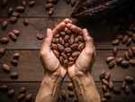 How cocoa can boost brain oxygenation