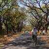 GREEN CANOPY