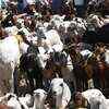 Article image for: BAKRA <i class="tbold">mandi</i>