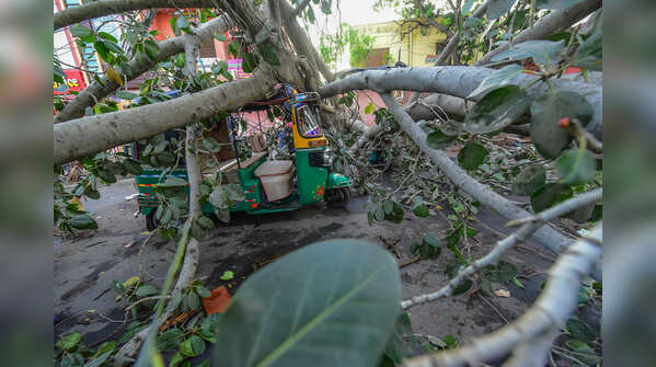 Tree Fall at Tonk Phatak