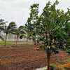 Heavy wind accompanied with light rain in Jafrabad and parts of Amreli district in Gujarat.