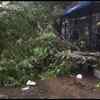 Rain continues in Surat's Udhna area. Trees uprooted due to strong winds and heavy rains.