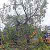 Trees uprooted in Gujarat's Rajkot