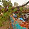 Cyclone Tauktae: A tree falls on a car in Kanjur Marg in Mumbai