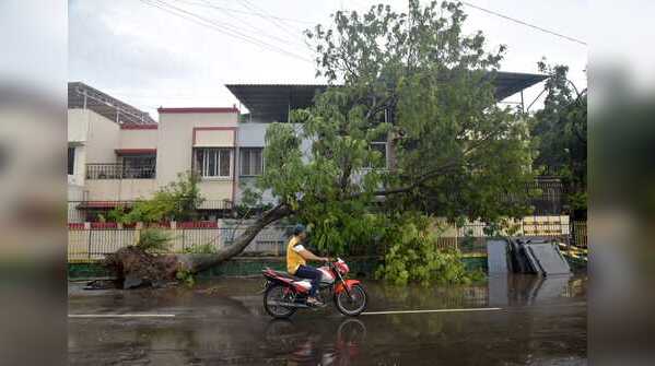 Tree fell in Vashi