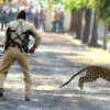 Leopard in city