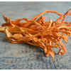 ​Benefits of Cordyceps Militaris