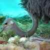 Ostrich
