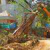 Replantation drive