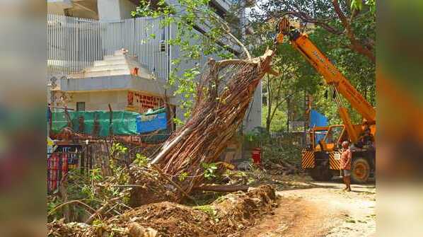 Replantation drive