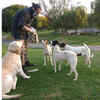 Article image for: Citizens come forward to feed/rescue strays in their localities during #coronacrisis