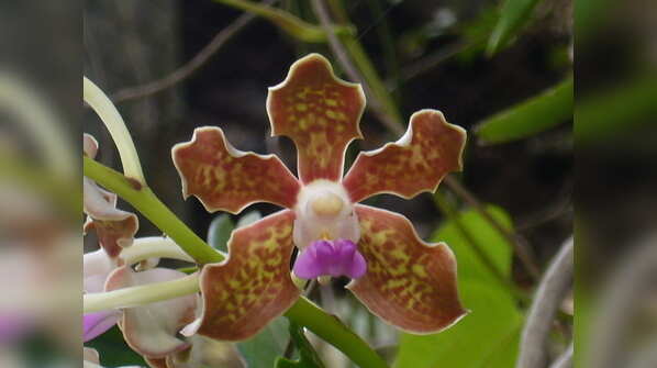 Rare flowers of Indian Institute of Science