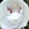 Dove Orchid