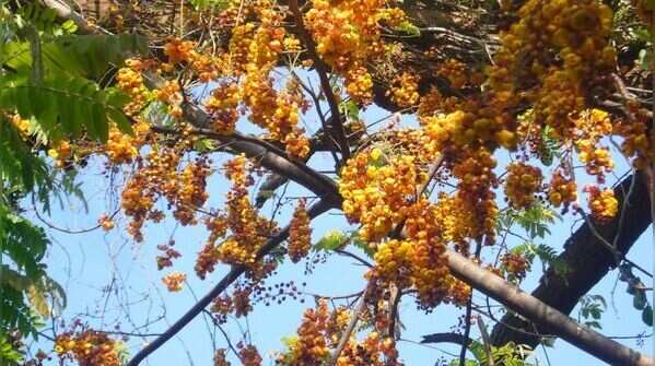 Bronze Shower tree