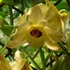 Dendrobium friedericksianum