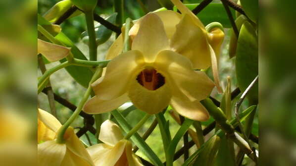Dendrobium friedericksianum