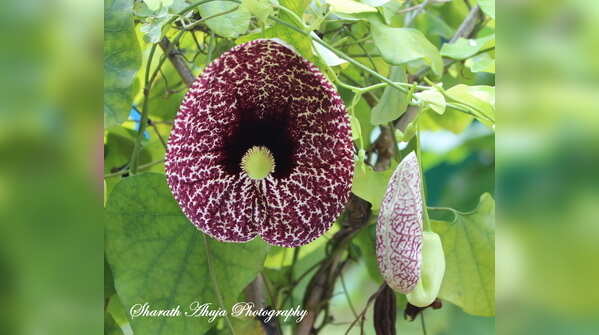 Calico Flower Sharath Ahuja