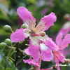 Flowers of the Silk Floss Tree