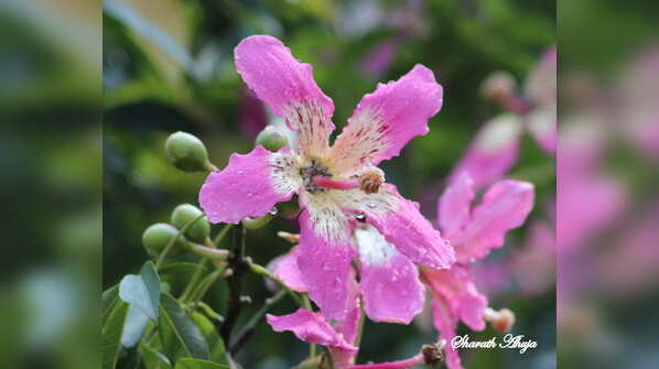 Flowers of the Silk Floss Tree