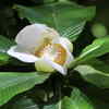 Flower of Elephant Apple tree