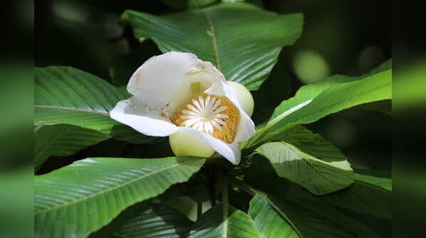 Flower of Elephant Apple tree