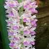 Foxtail Orchid