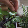 Article image for: <i class="tbold">basil</i>